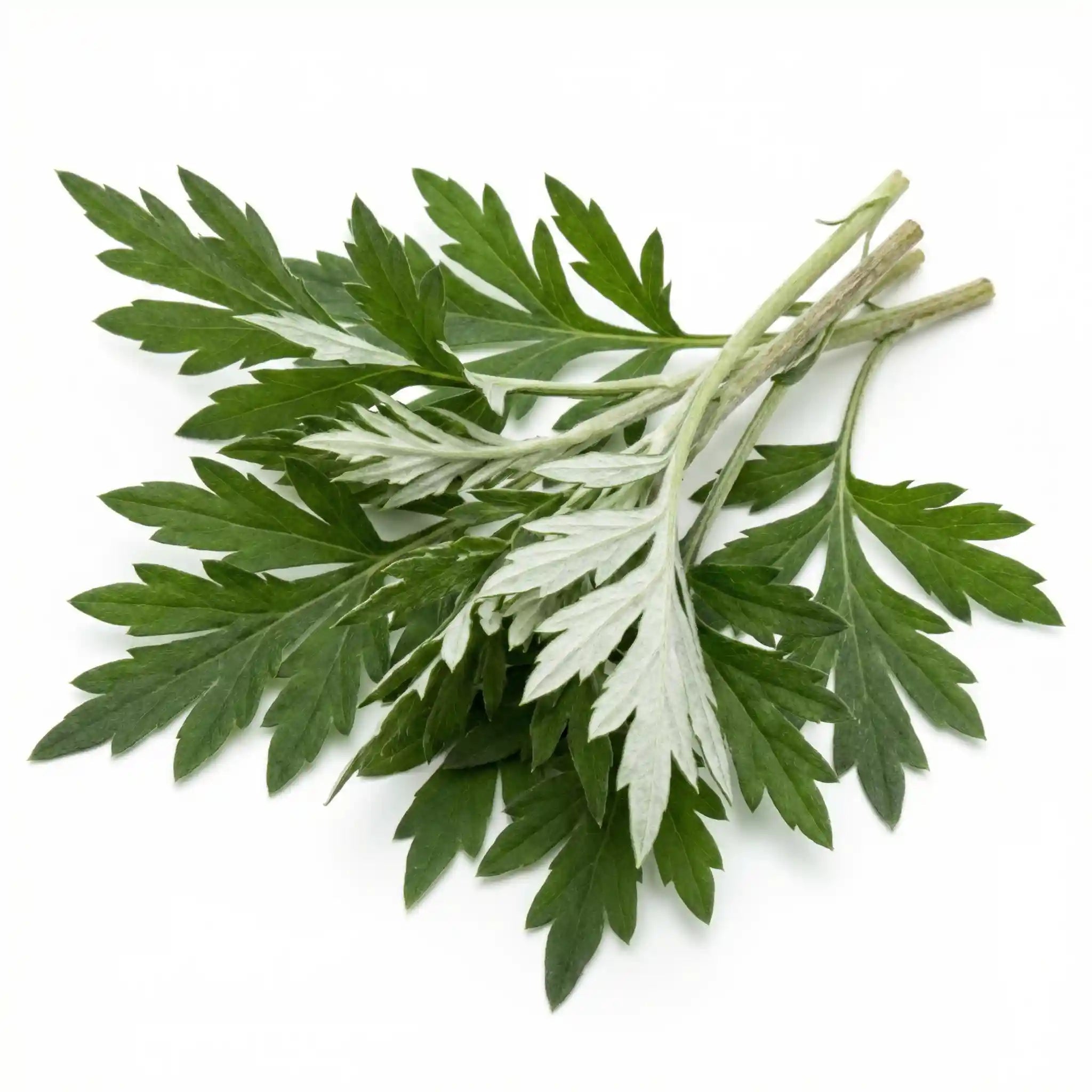 Artemisia Extract